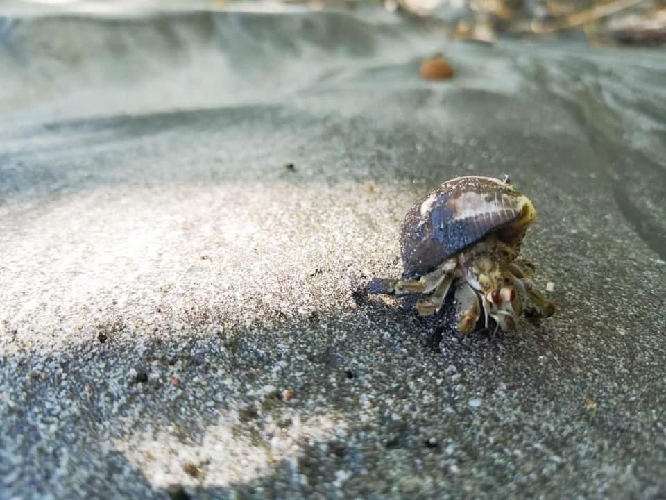 Villas Guanacaste ポトレロ エクステリア 写真